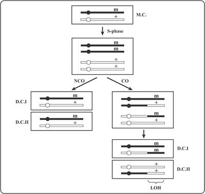 Speciation of Genes and Genomes: Conservation of DNA Polymorphism by Barriers to Recombination Raised by Mismatch Repair System